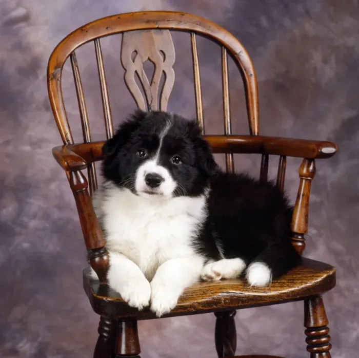 Framed Print : Border Collie Dog - puppy on chair