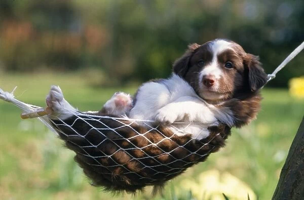 Border Collie Dog - puppy in hammock