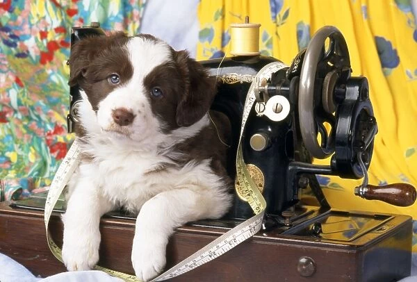 Border Collie Dog - puppy with sewing machine