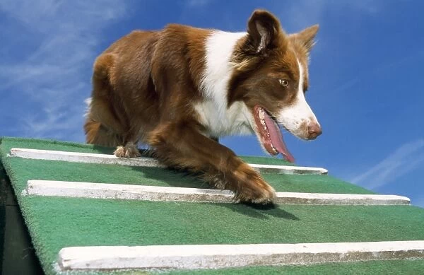 Border Collie Dog - showing agility