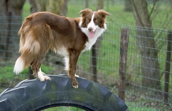 Border Collie Dog - standing on tyre