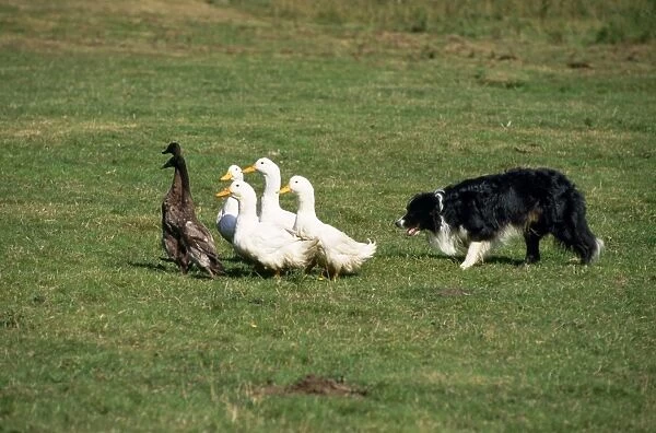 Border Collie Dog - training, rounding up ducks