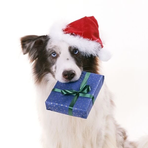 Border Collie Dog - wearing Christmas hat, and holding Christmas present