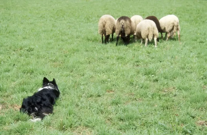 Framed Print : Border Collie Dog Working sheepdog with sheep Framed Print : Border Collie Dog Working sheepdog with sheep