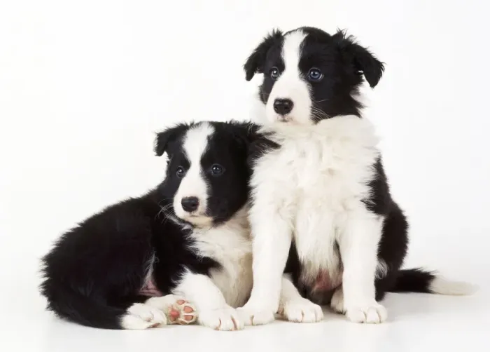 Framed Print : Border Collie Dog - x2 puppies Framed Print : Border Collie Dog - x2 puppies