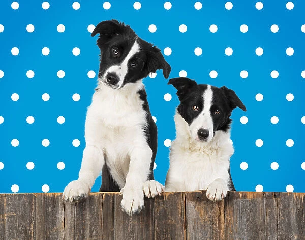 Border Collie dogs, two looking over wooden fence, polka dot background