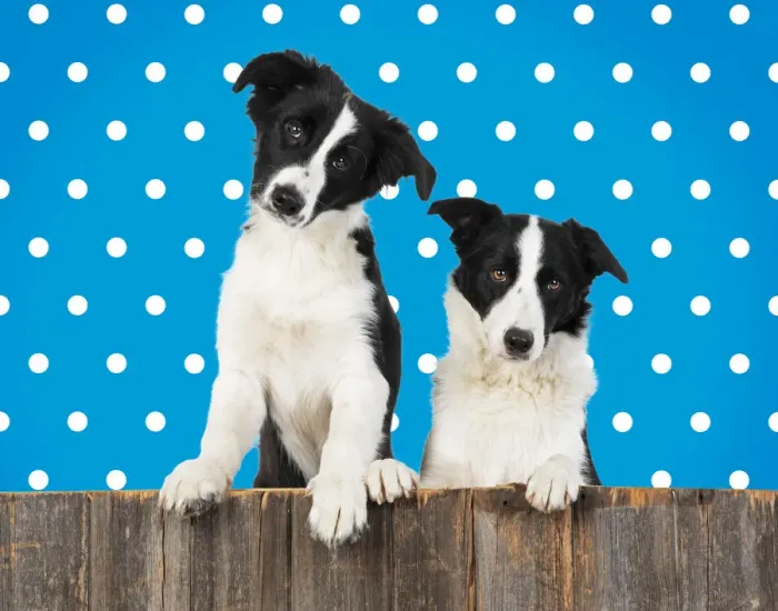 Framed Print : Border Collie dogs, two looking over wooden fence, polka dot background Framed Print : Border Collie dogs, two looking over wooden fence, polka dot background