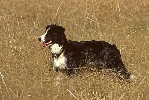 Border Collie - In dry grass