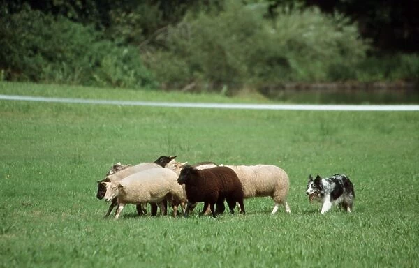 Border Collie guarding sheep in meadow