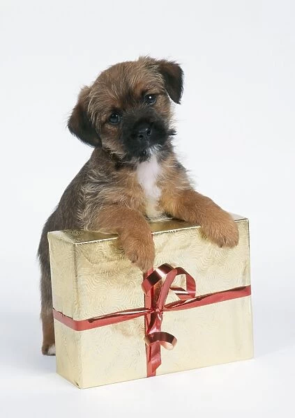 Border Terrier Dog - puppy & present