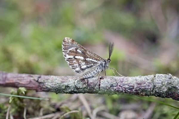 Bordered White Moth - male - Cornwall - UK