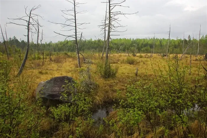 Framed Print : Boreal Bog Northern Maine, USA Framed Print : Boreal Bog Northern Maine, USA
