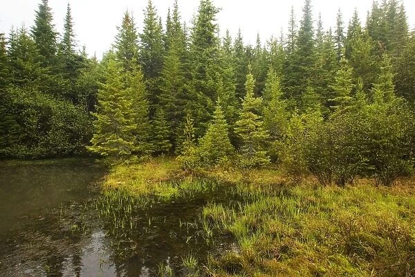 Boreal Bog Northern Maine, USA