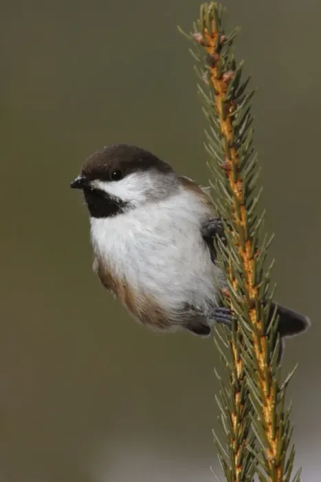 Framed Print : Boreal Chickadee Framed Print : Boreal Chickadee