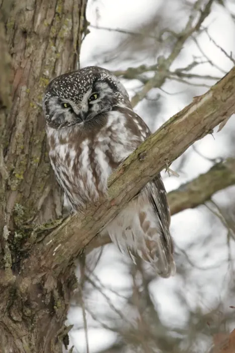 Framed Print : Boreal Owl Ontario, Canada Framed Print : Boreal Owl Ontario, Canada