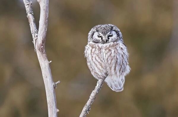 Boreal Owl - perched on branch - January - Ontario - Canada