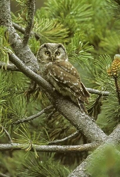 Boreal Owl - in tree