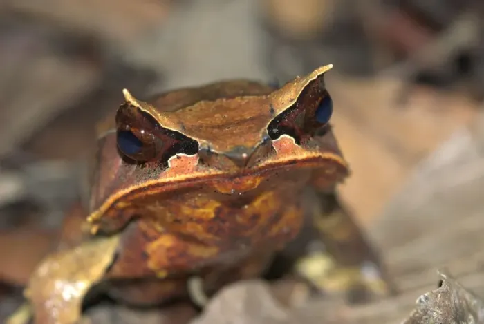 Framed Print : Bornean Horned Frog Borneo Framed Print : Bornean Horned Frog Borneo