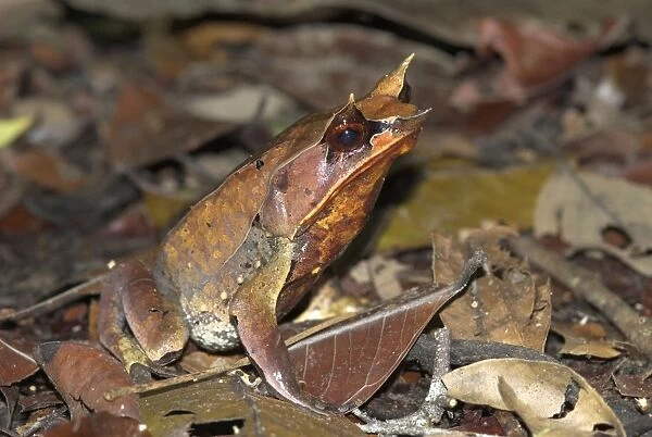 Bornean Horned Frog Borneo
