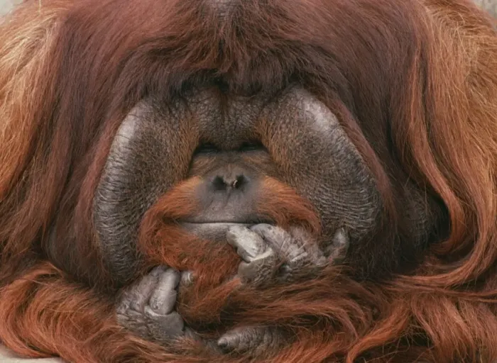 Framed Print : Bornean Orang-utan - Adult male in zoo Framed Print : Bornean Orang-utan - Adult male in zoo