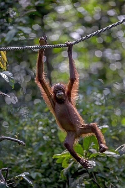 Bornean Orangutan at the feeding station hanging from rope