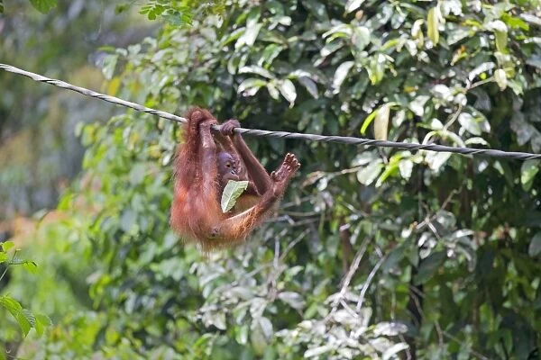 Bornean Orangutan young hanging from rope