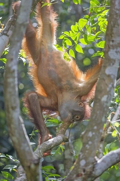 Bornean Orangutan young hanging upside down