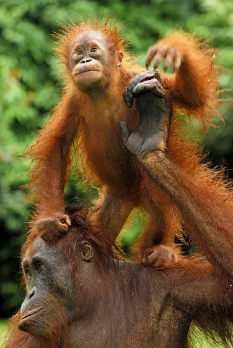 Framed Print : Borneo Orang utan - female with baby - Camp Leaky - Tanjung Puting N. P. - Kalimantan / Borneo - Indonesia Framed Print : Borneo Orang utan - female with baby - Camp Leaky - Tanjung Puting N. P. - Kalimantan / Borneo - Indonesia