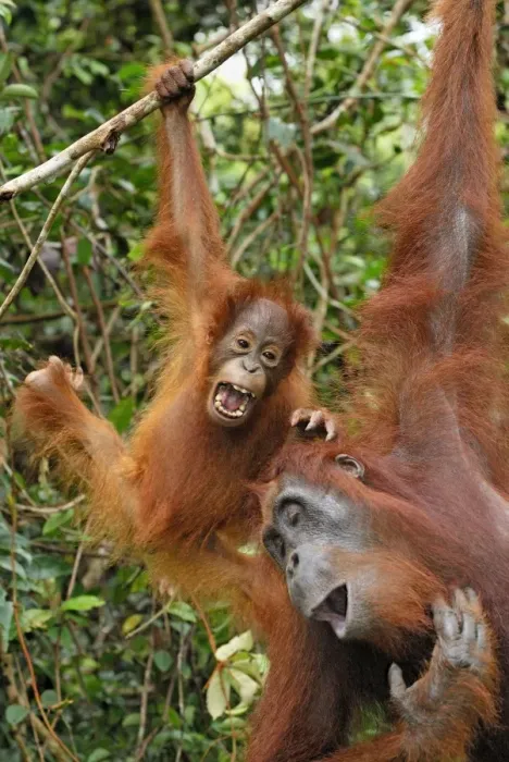 Framed Print : Borneo Orang utan - female with baby - Camp Leaky - Tanjung Puting N. P. - Kalimantan / Borneo - Indonesia Framed Print : Borneo Orang utan - female with baby - Camp Leaky - Tanjung Puting N. P. - Kalimantan / Borneo - Indonesia