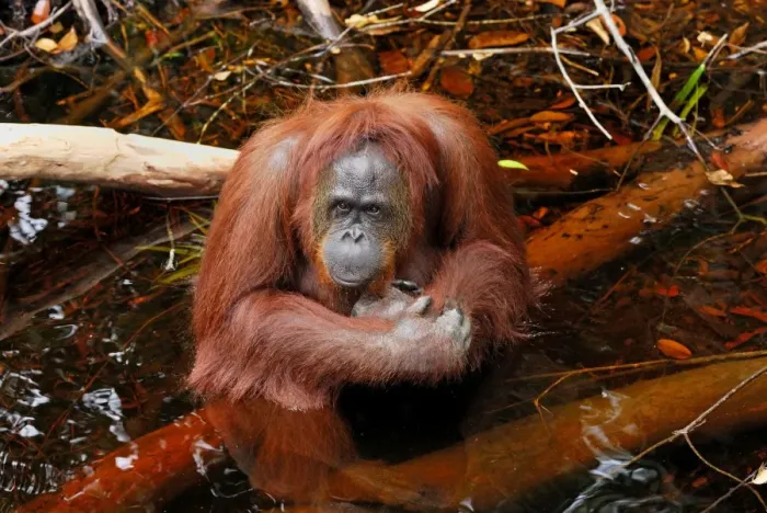 Framed Print : Borneo Orang utan - female - Camp Leaky - Tanjung Puting N. P. - Kalimantan / Borneo - Indonesia Framed Print : Borneo Orang utan - female - Camp Leaky - Tanjung Puting N. P. - Kalimantan / Borneo - Indonesia