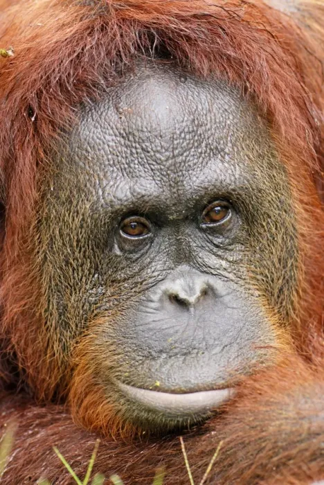 Framed Print : Borneo Orang utan - female - Camp Leaky - Tanjung Puting N. P. - Kalimantan / Borneo - Indonesia Framed Print : Borneo Orang utan - female - Camp Leaky - Tanjung Puting N. P. - Kalimantan / Borneo - Indonesia