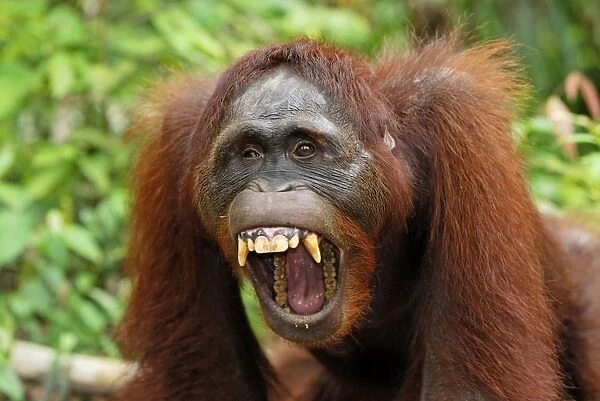 Borneo Orang utan - with mouth wide open - Camp Leaky - Tanjung Puting N. P. - Kalimantan / Borneo - Indonesia
