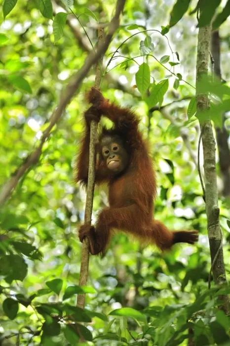 Framed Print : Borneo Orangutan - baby climbing on a tree - Camp Leakey - Tanjung Puting National Park - Kalimantan - Borneo - Indonesia Framed Print : Borneo Orangutan - baby climbing on a tree - Camp Leakey - Tanjung Puting National Park - Kalimantan - Borneo - Indonesia