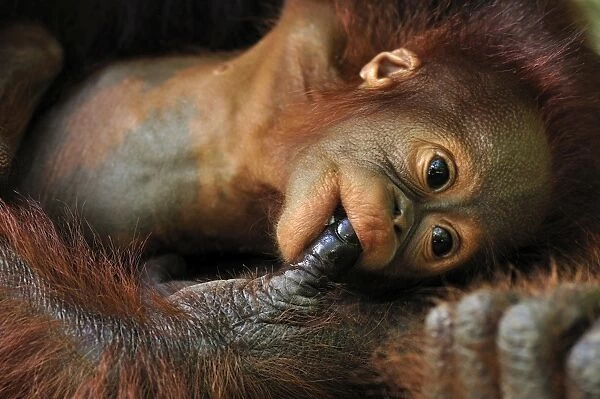 Borneo Orangutan - baby is sucking the finger of the mother - Camp Leakey - Tanjung Puting National Park - Kalimantan - Borneo - Indonesia