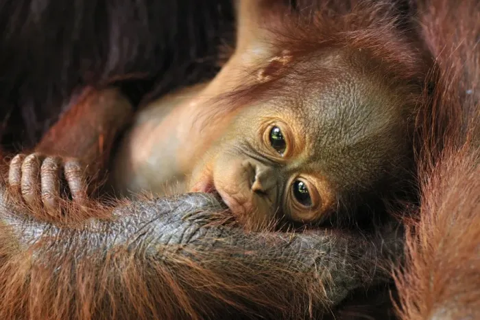 Framed Print : Borneo Orangutan - baby is sucking the finger of the mother - Camp Leakey - Tanjung Puting National Park - Kalimantan - Borneo - Indonesia
