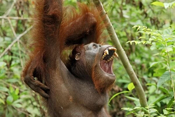 Borneo Orangutan. Camp Leaky, Tanjung Puting National Park, Borneo, Indonesia