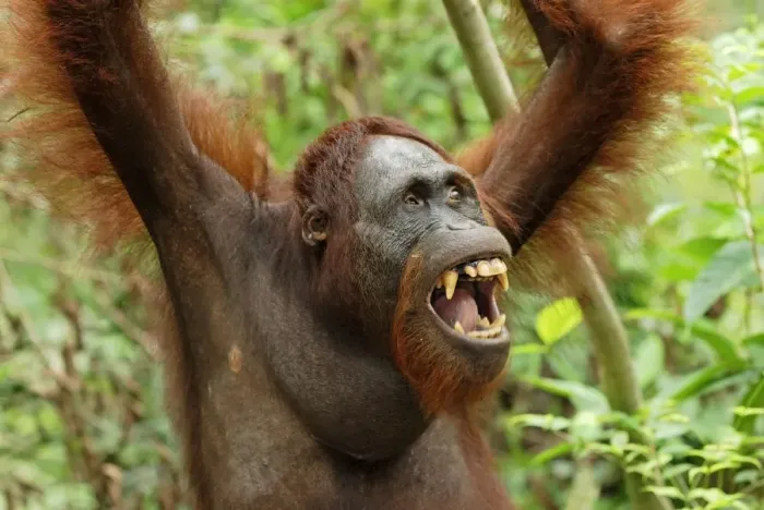 Framed Print : Borneo Orangutan. Camp Leaky, Tanjung Puting National Park, Borneo, Indonesia Framed Print : Borneo Orangutan. Camp Leaky, Tanjung Puting National Park, Borneo, Indonesia