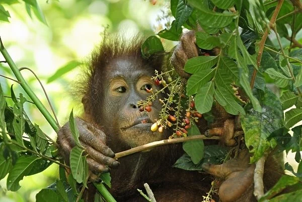 Borneo Orangutan - eating fruits. Camp Leaky, Tanjung Puting National Park, Borneo, Indonesia