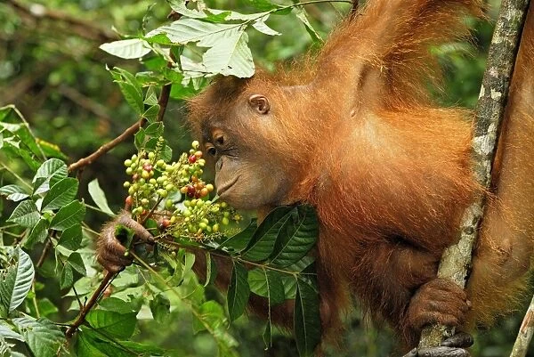 Borneo Orangutan - eating fruits. Camp Leaky, Tanjung Puting National Park, Borneo, Indonesia