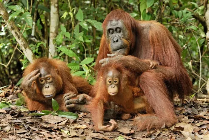 Framed Print : Borneo Orangutan - female with baby. Camp Leaky, Tanjung Puting National Park, Borneo, Indonesia Framed Print : Borneo Orangutan - female with baby. Camp Leaky, Tanjung Puting National Park, Borneo, Indonesia