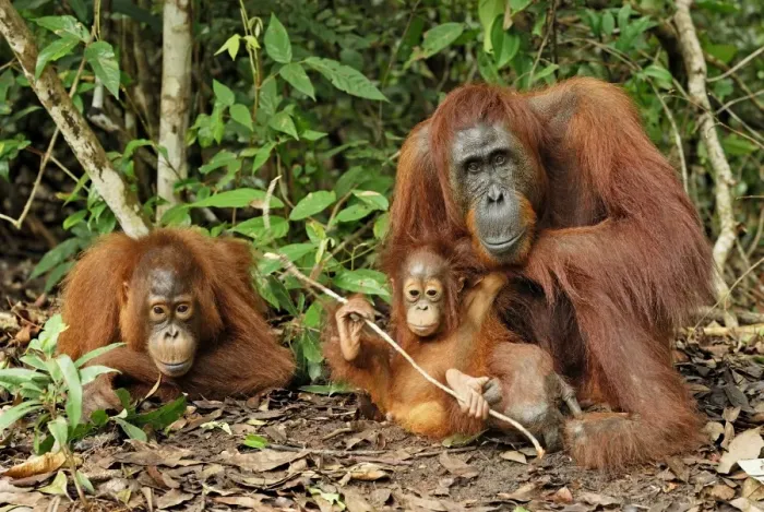 Framed Print : Borneo Orangutan - female with baby. Camp Leaky, Tanjung Puting National Park, Borneo, Indonesia Framed Print : Borneo Orangutan - female with baby. Camp Leaky, Tanjung Puting National Park, Borneo, Indonesia