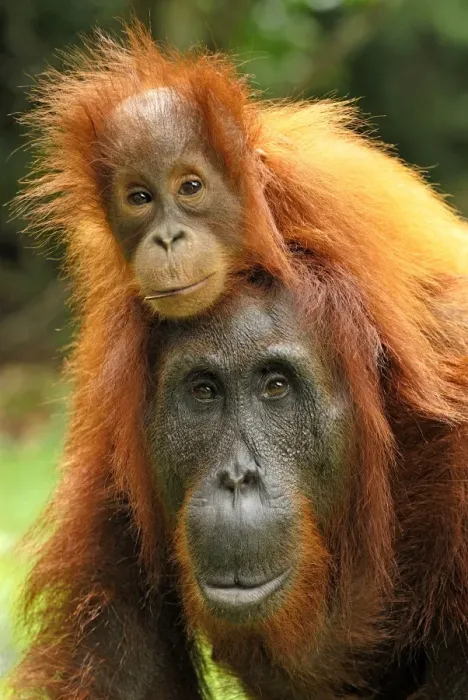 Framed Print : Borneo Orangutan - female with baby. Camp Leaky, Tanjung Puting National Park, Borneo, Indonesia Framed Print : Borneo Orangutan - female with baby. Camp Leaky, Tanjung Puting National Park, Borneo, Indonesia