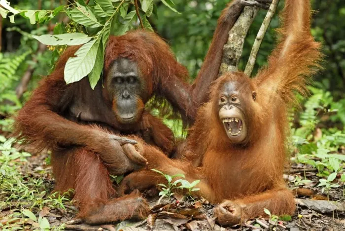 Framed Print : Borneo Orangutan - female with baby. Camp Leaky, Tanjung Puting National Park, Borneo, Indonesia Framed Print : Borneo Orangutan - female with baby. Camp Leaky, Tanjung Puting National Park, Borneo, Indonesia