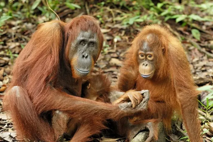 Framed Print : Borneo Orangutan - female with baby. Camp Leaky, Tanjung Puting National Park, Borneo, Indonesia Framed Print : Borneo Orangutan - female with baby. Camp Leaky, Tanjung Puting National Park, Borneo, Indonesia