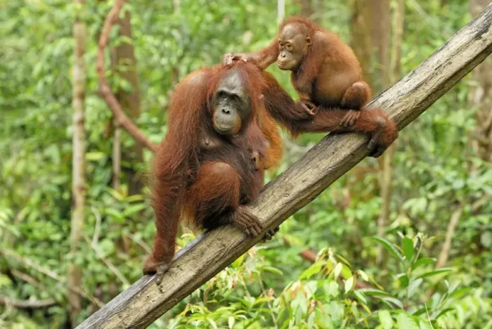 Framed Print : Borneo Orangutan - female with baby. Camp Leaky, Tanjung Puting National Park, Borneo, Indonesia Framed Print : Borneo Orangutan - female with baby. Camp Leaky, Tanjung Puting National Park, Borneo, Indonesia