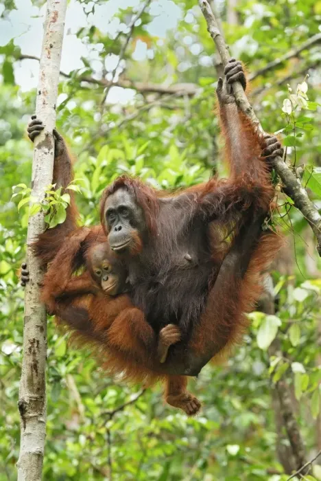 Framed Print : Borneo Orangutan - female with baby. Camp Leaky, Tanjung Puting National Park, Borneo, Indonesia Framed Print : Borneo Orangutan - female with baby. Camp Leaky, Tanjung Puting National Park, Borneo, Indonesia