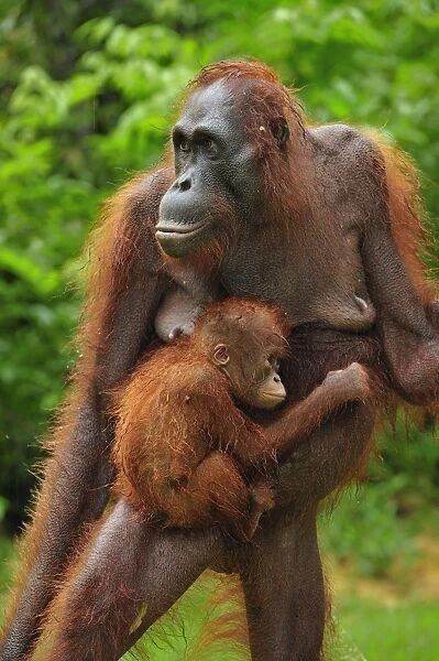 Borneo Orangutan - female with baby - Camp Leakey - Tanjung Puting National Park - Kalimantan - Borneo - Indonesia