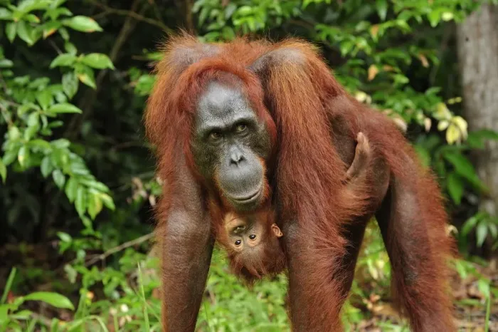 Framed Print : Borneo Orangutan - female with baby - Camp Leakey - Tanjung Puting National Park - Kalimantan - Borneo - Indonesia Framed Print : Borneo Orangutan - female with baby - Camp Leakey - Tanjung Puting National Park - Kalimantan - Borneo - Indonesia