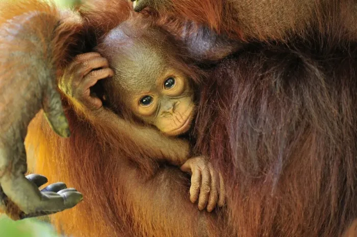 Framed Print : Borneo Orangutan - female with baby - Camp Leakey - Tanjung Puting National Park - Kalimantan - Borneo - Indonesia Framed Print : Borneo Orangutan - female with baby - Camp Leakey - Tanjung Puting National Park - Kalimantan - Borneo - Indonesia