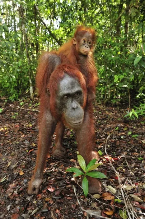 Framed Print : Borneo Orangutan - female with baby - Camp Leakey - Tanjung Puting National Park - Kalimantan - Borneo - Indonesia Framed Print : Borneo Orangutan - female with baby - Camp Leakey - Tanjung Puting National Park - Kalimantan - Borneo - Indonesia
